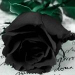 دانلود آهنگ گروه آریان به نام گل آفتابگردون