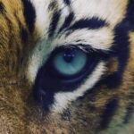 دانلود آهنگ مارتیک به نام ماه دربیاد