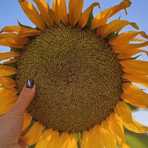 دانلود آهنگ تاج الدین به نام یک خنده کن ای گل دانلود آهنگ تاج الدین به نام یک خنده کن ای گل
