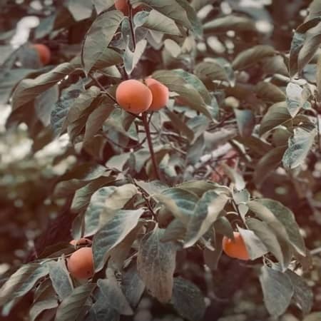 دانلود آهنگ حبیب به نام بزن باران