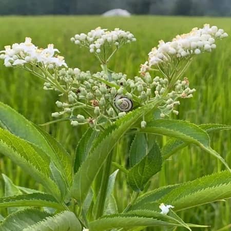 دانلود آهنگ ایرج حبیبی به نام سیا بخت